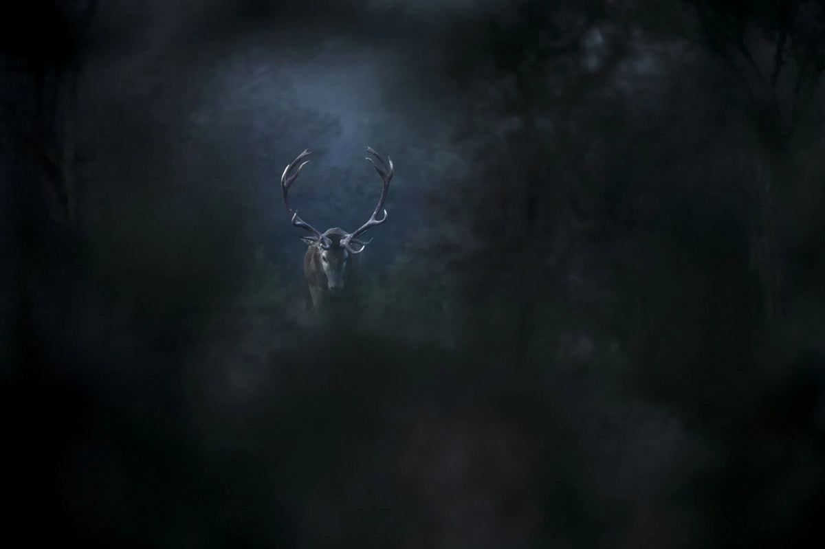 Filmszene 4 aus Das Flüstern der Wälder – Blu-ray