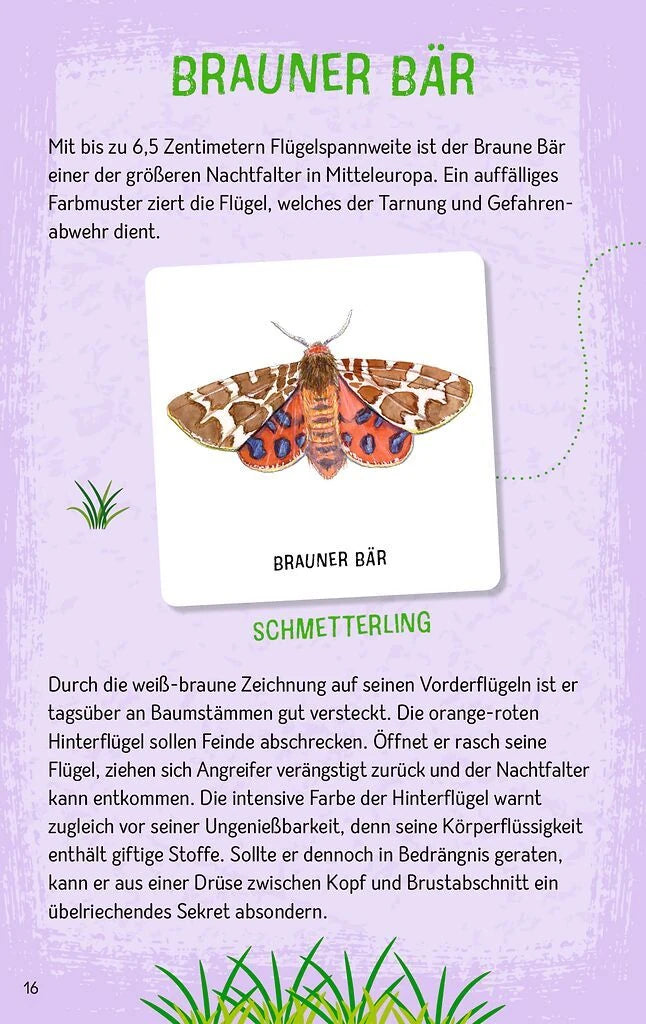 Das große Insekten Memo – Ansicht