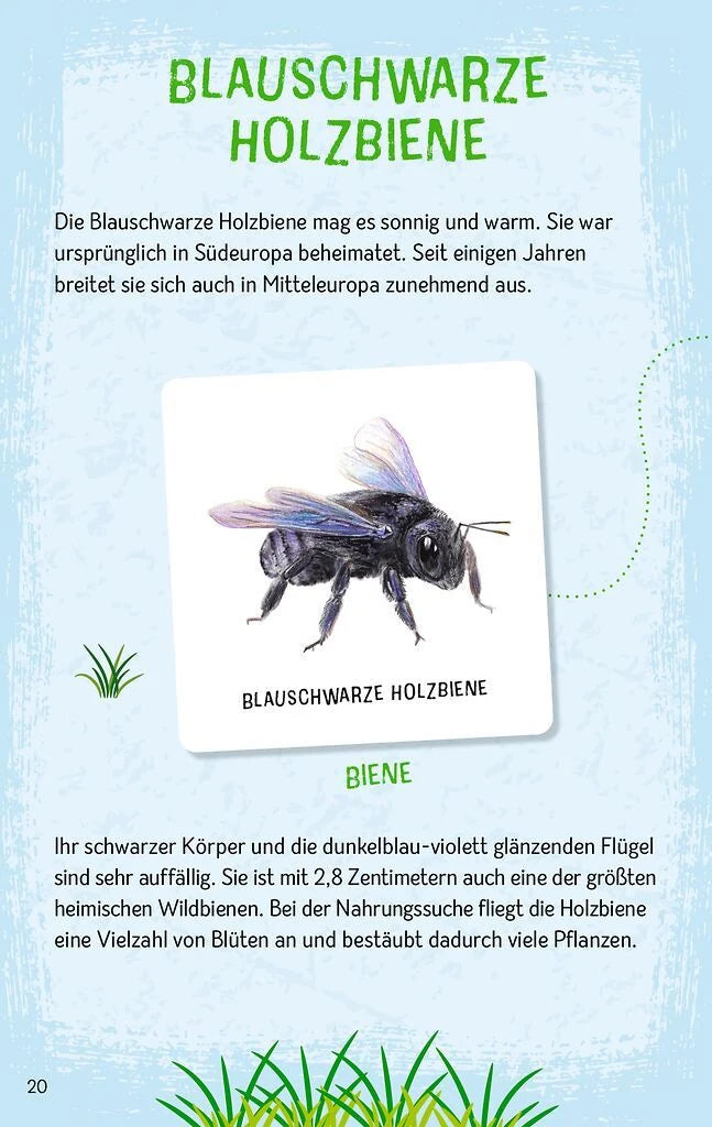 Das große Insekten Memo – Ansicht