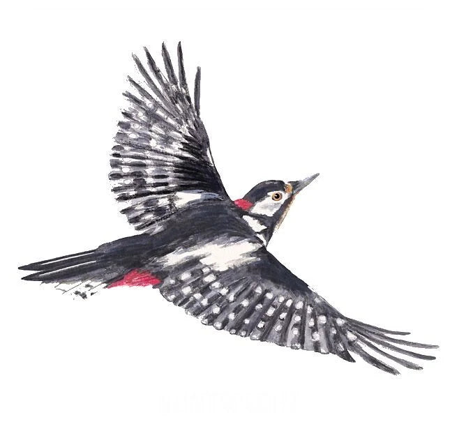 Das große Vogel Memo – Ansicht