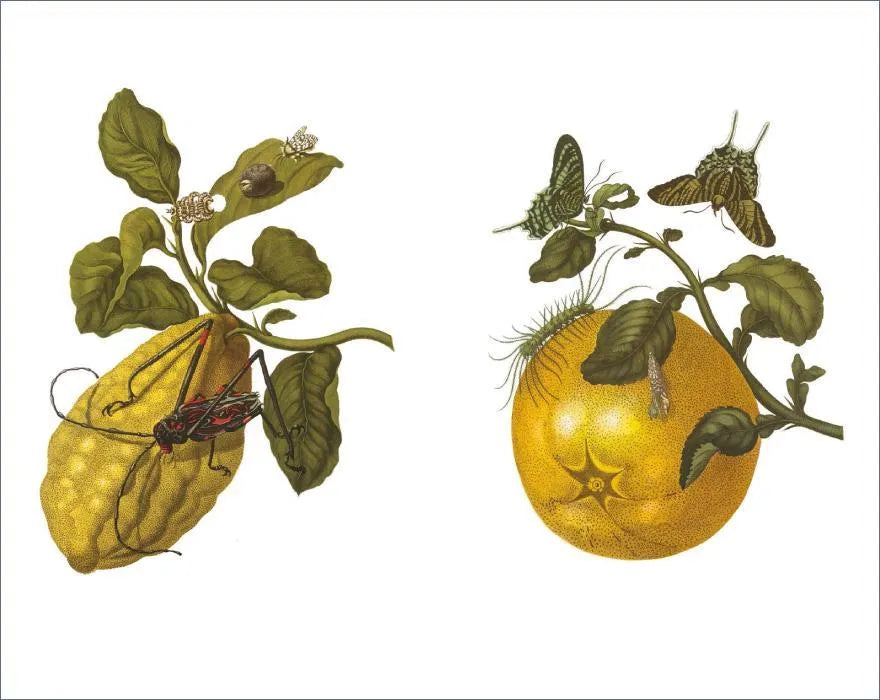 Abbildung von 'Das Insektenbuch'