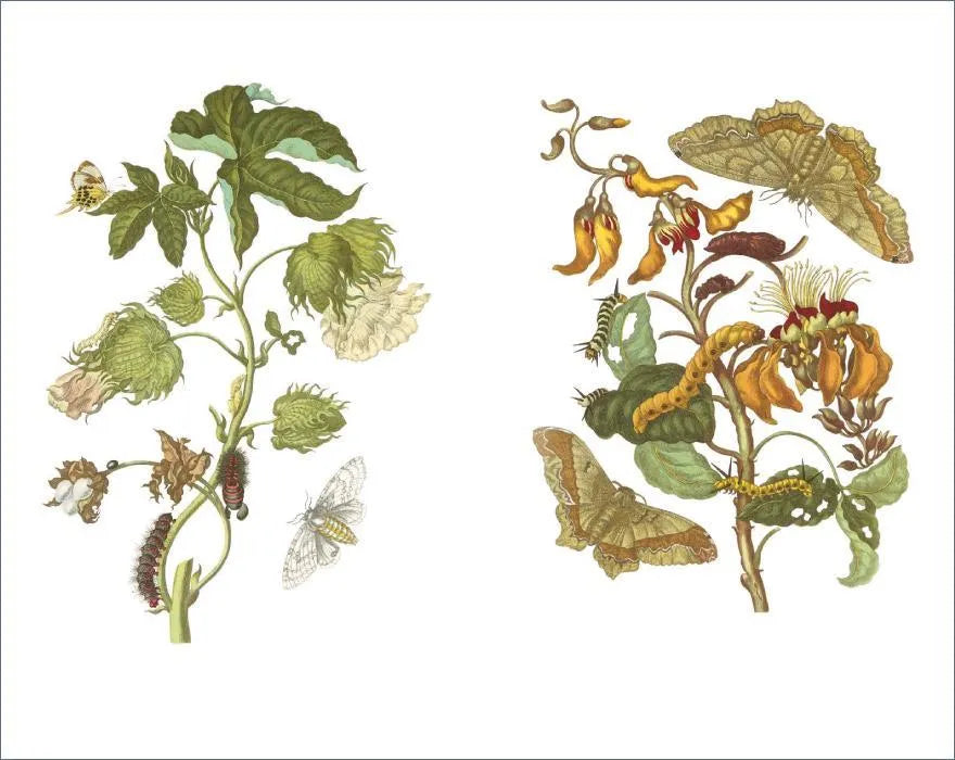 Produktansicht: Das Insektenbuch (Gebundene Ausgabe)