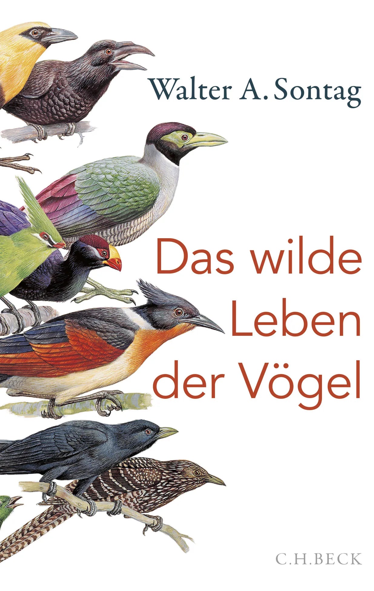 Buchcover von 'Das wilde Leben der Vögel' - Gebundene Ausgabe von Walter A. Sontag