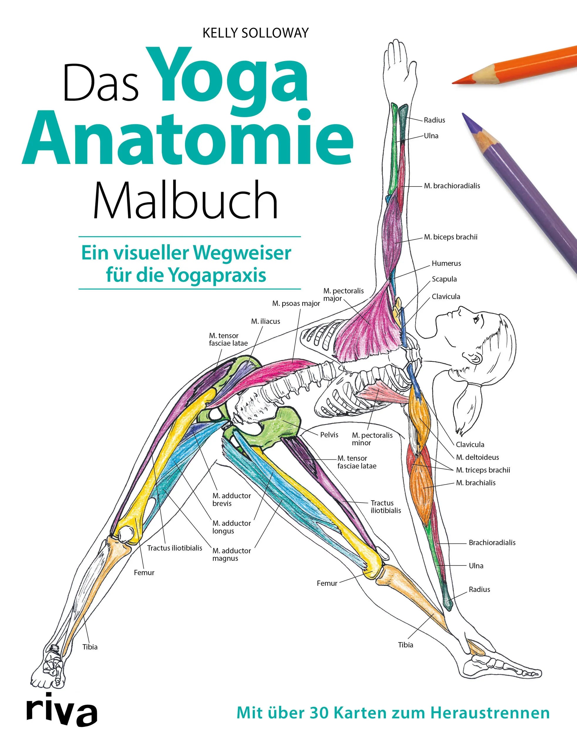 Buchcover von 'Das Yoga-Anatomie-Malbuch' - Taschenbuch von Kelly Solloway