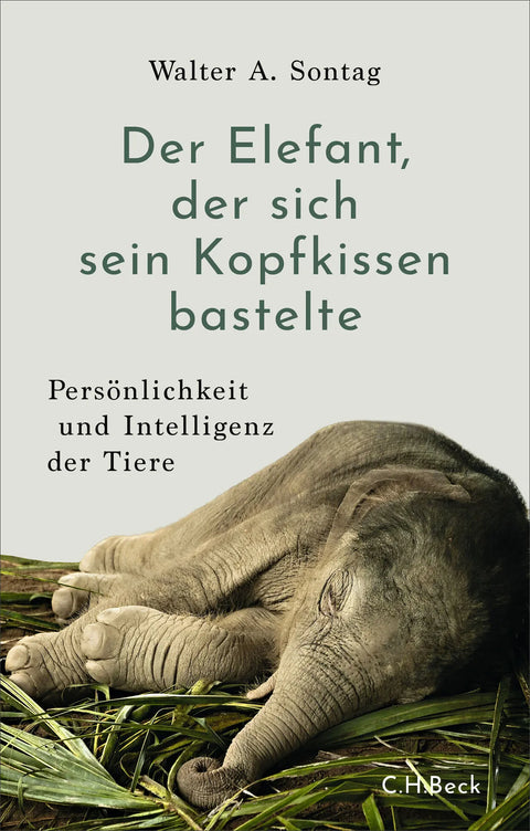 Der Elefant, der sich sein Kopfkissen bastelte