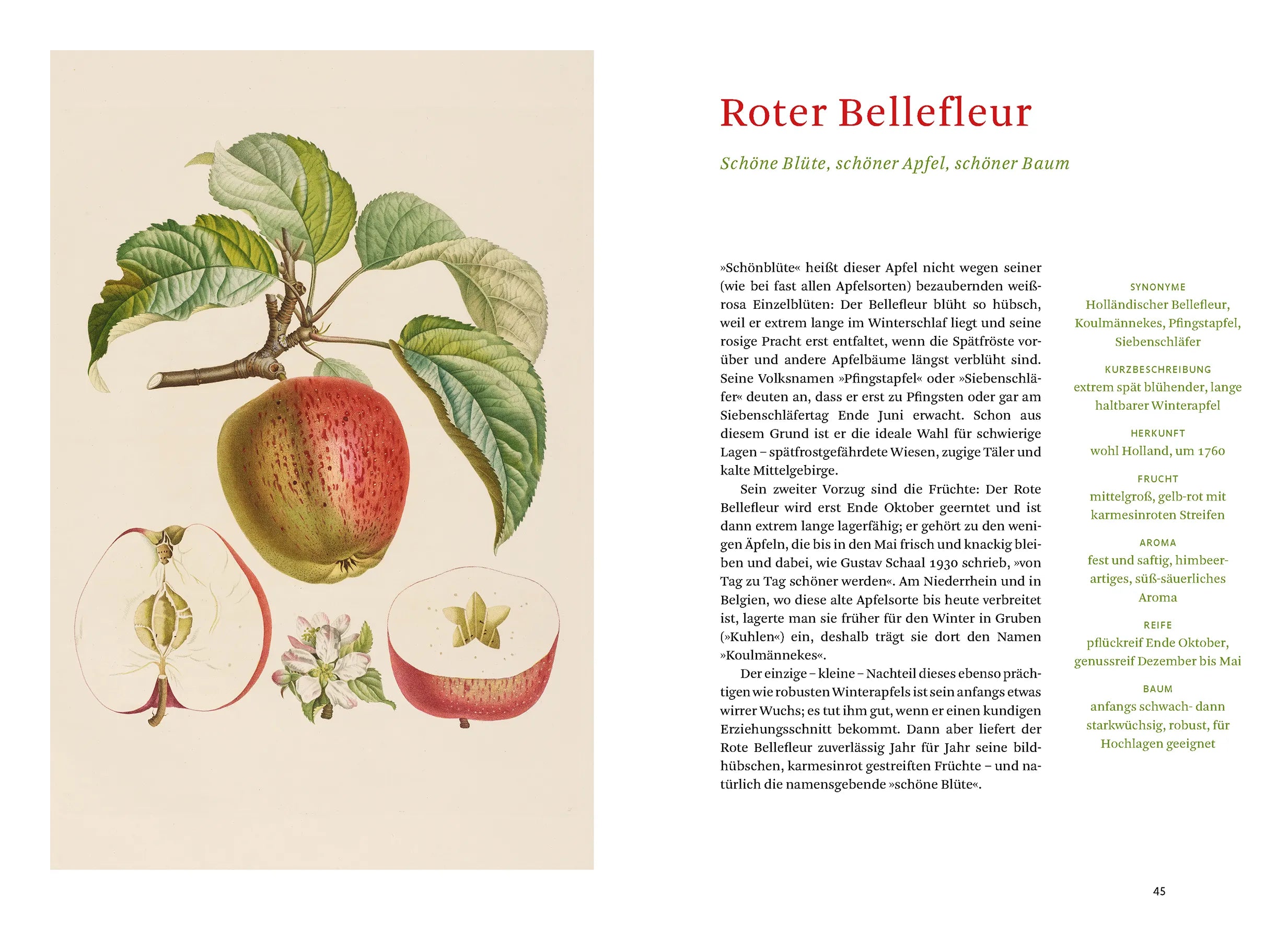 Produktansicht: Die alten Obstsorten (Gebundene Ausgabe)