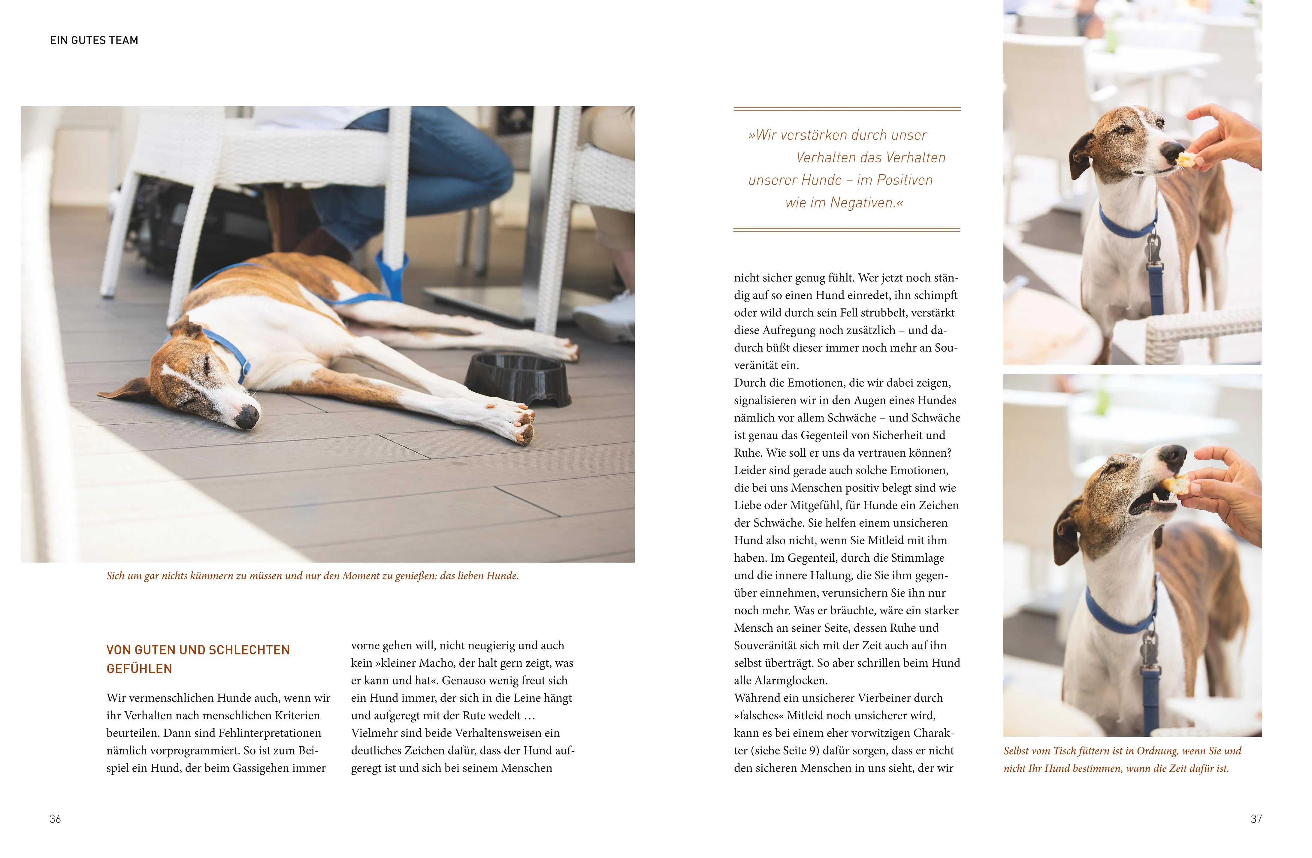 Produktansicht: Die José-Arce-Methode: Liebe Deinen Hund. Wie Sie beim Gassigehen die Beziehung stärken (Gebundene Ausgabe)