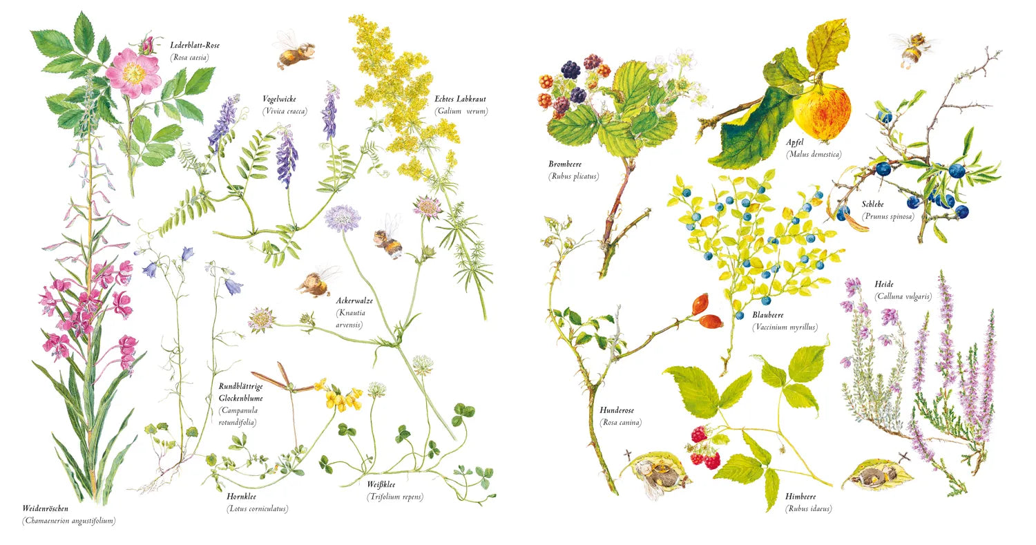 Stefan Casta - Die kleine Hummel baut ihr Nest