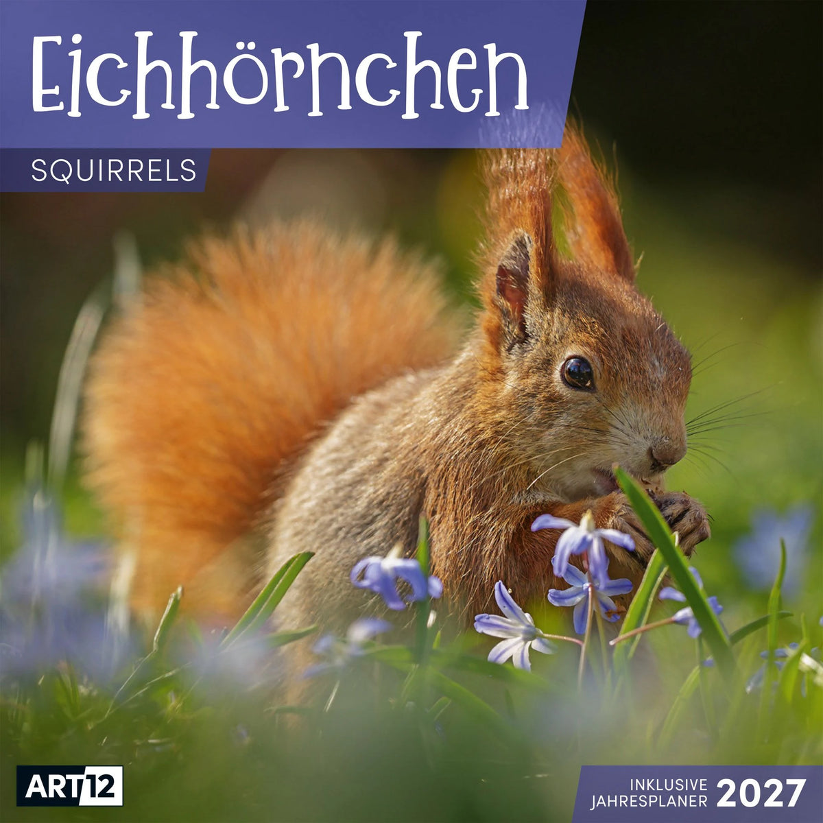 Wandkalender: Eichhörnchen Kalender 2027 - 30x30 - Art12