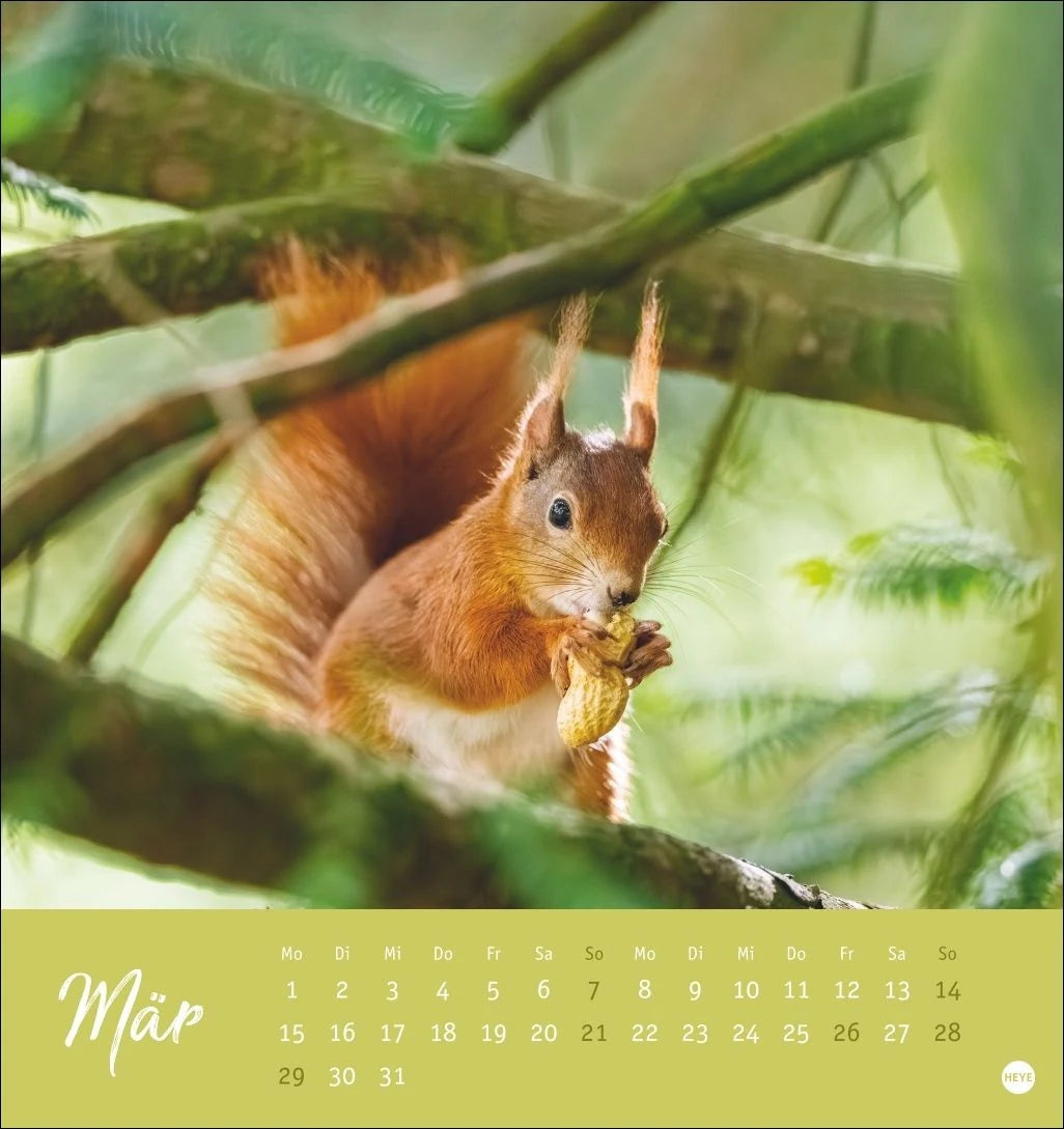 Eichhörnchen Postkartenkalender 2027 – Ansicht