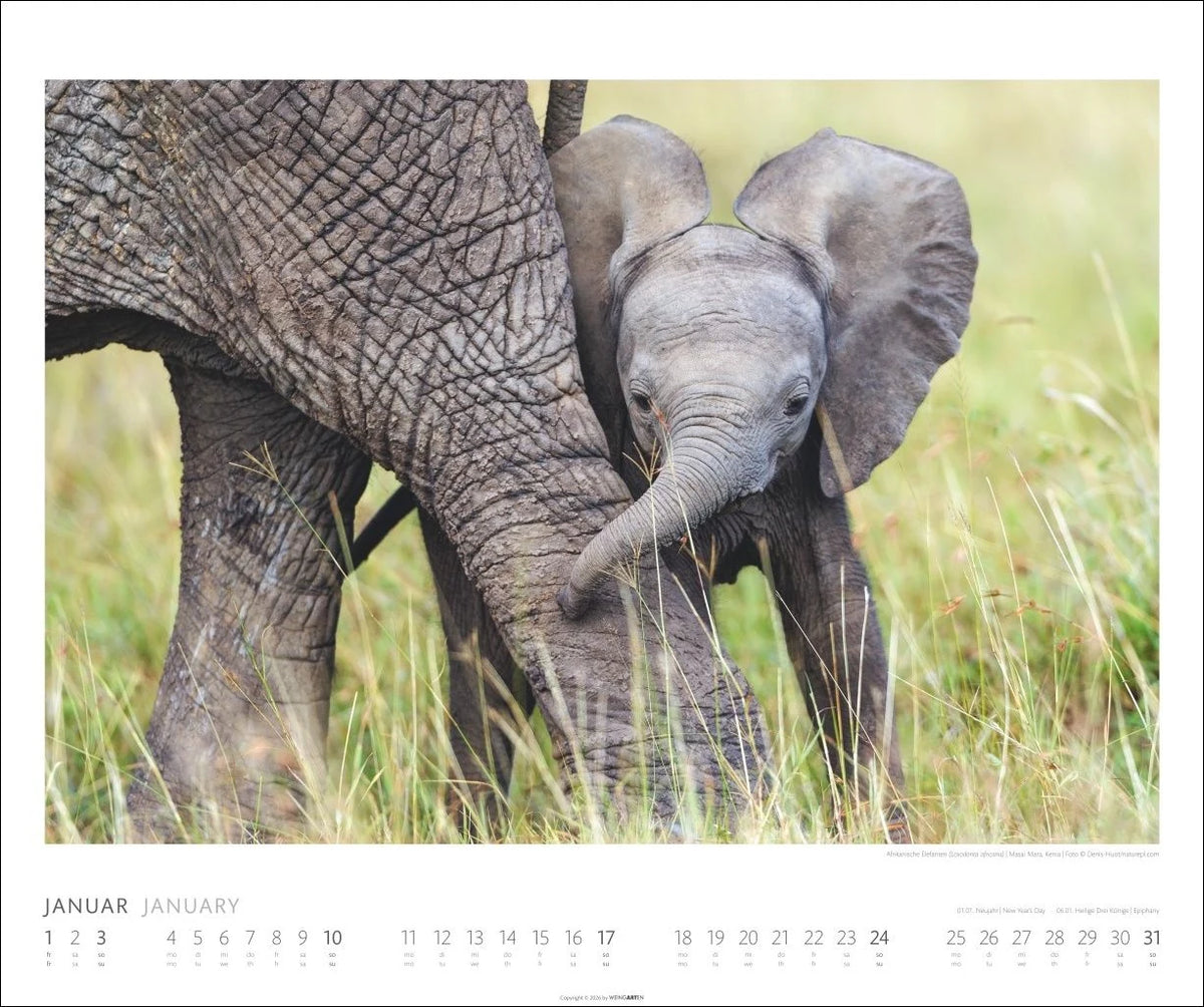 Elefanten Kalender 2027 – Ansicht