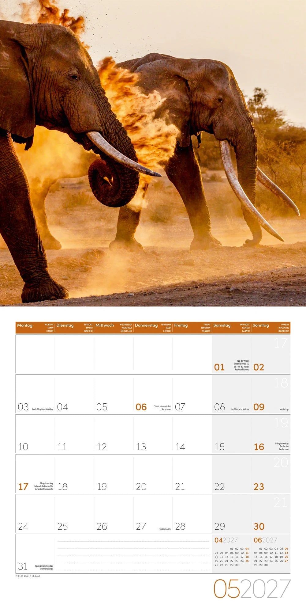 Elefanten Kalender 2027 - 30x30 - Art12 – Ansicht