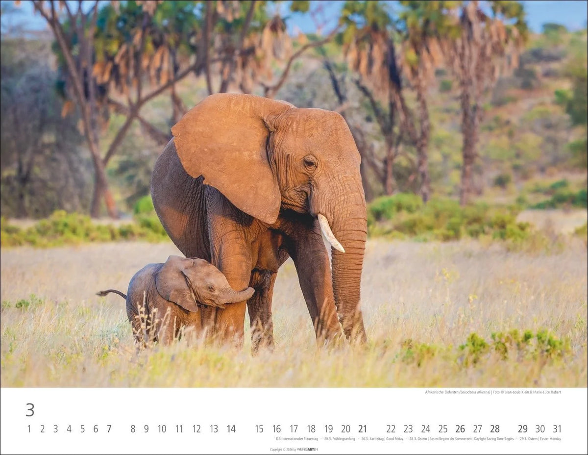 Elefantenbabys Kalender 2027 – Ansicht