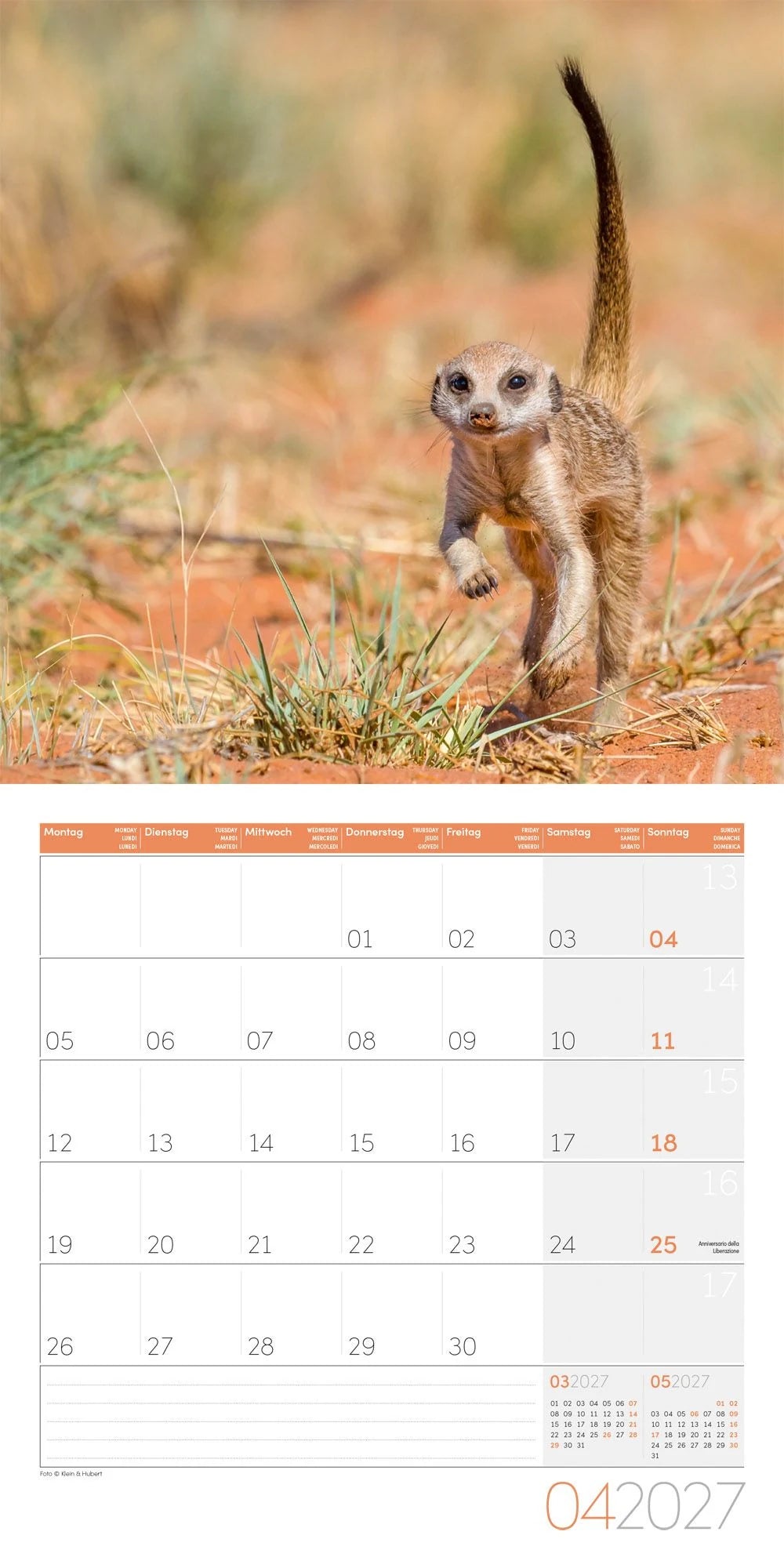 Erdmännchen Kalender 2027 - 30x30 - Art12 – Ansicht