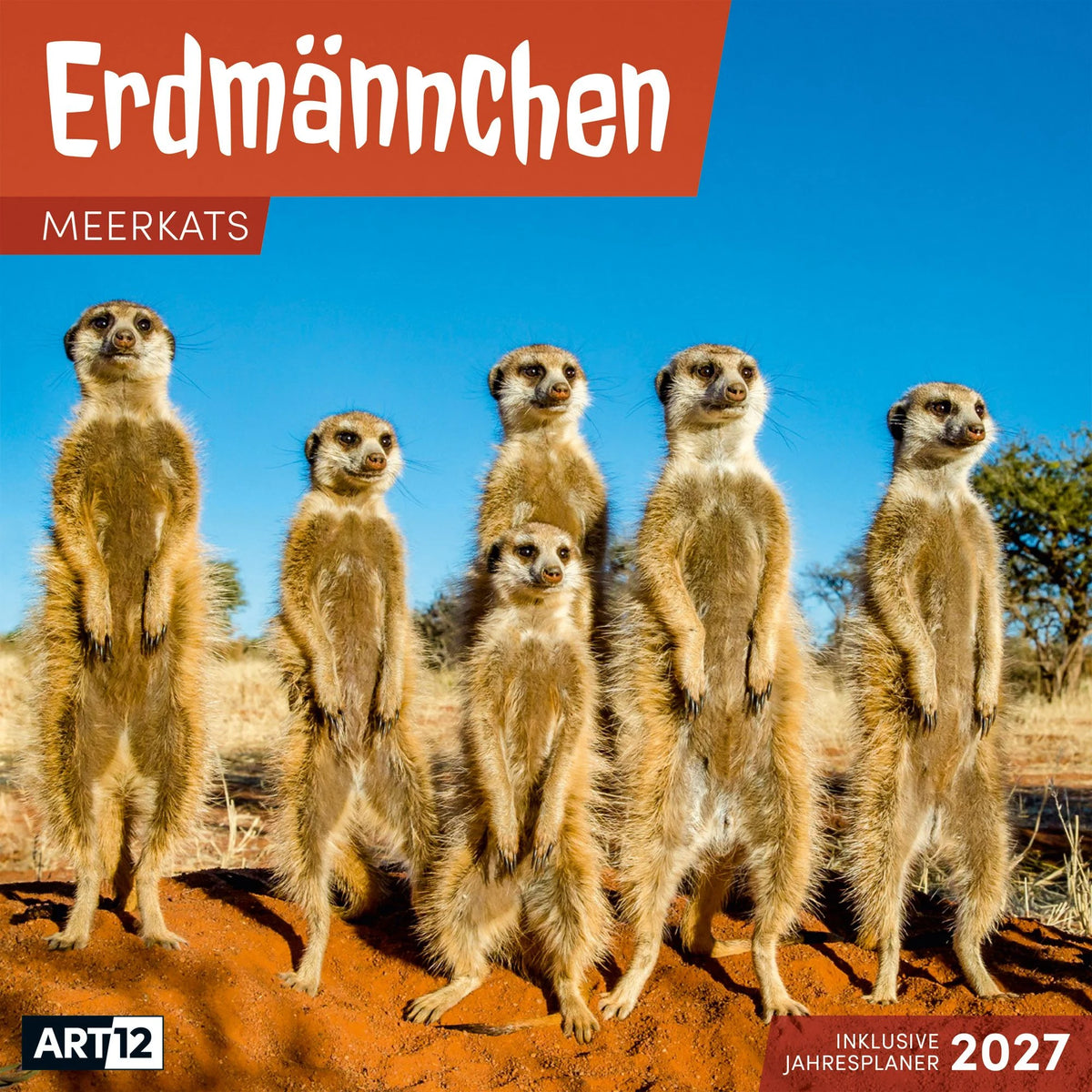 Wandkalender: Erdmännchen Kalender 2027 - 30x30 - Art12