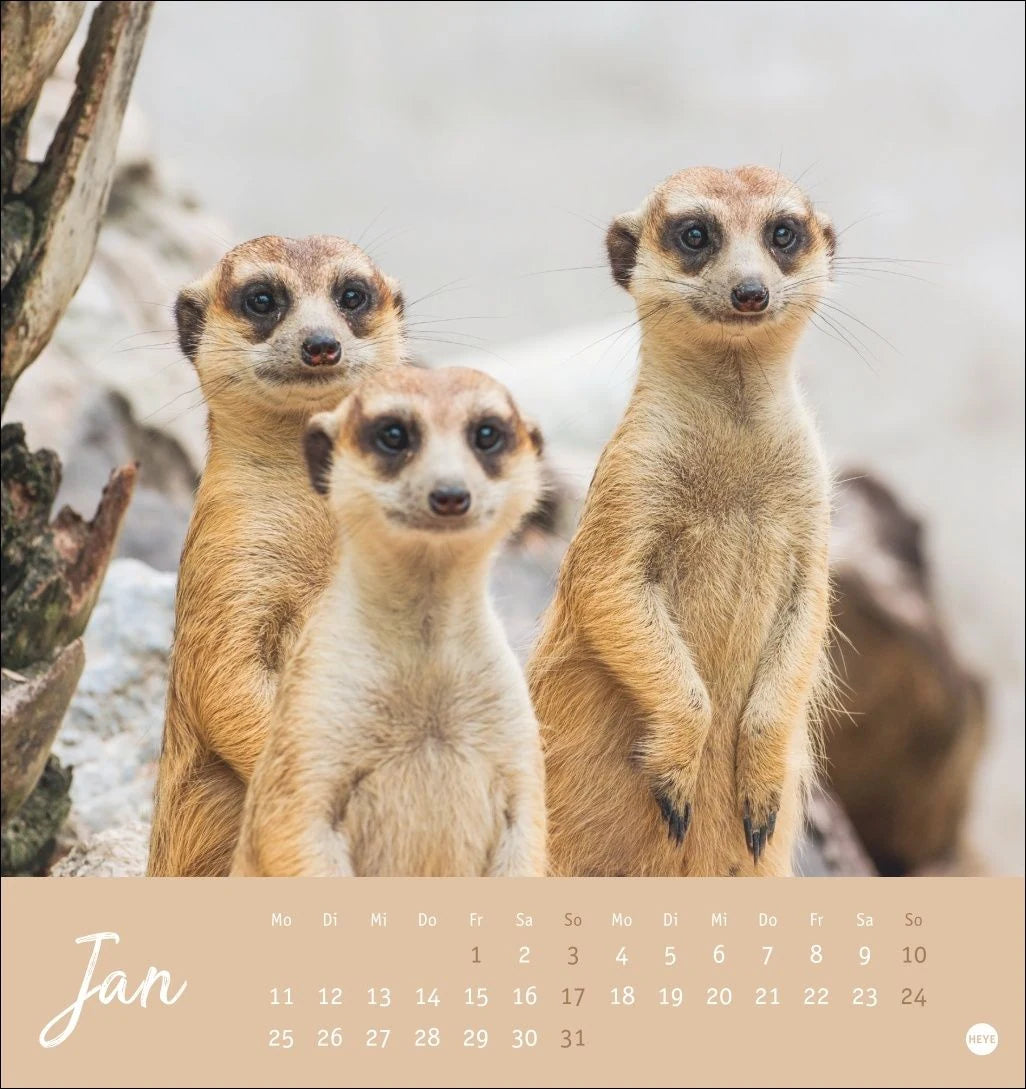 Erdmännchen Postkartenkalender 2027 – Ansicht