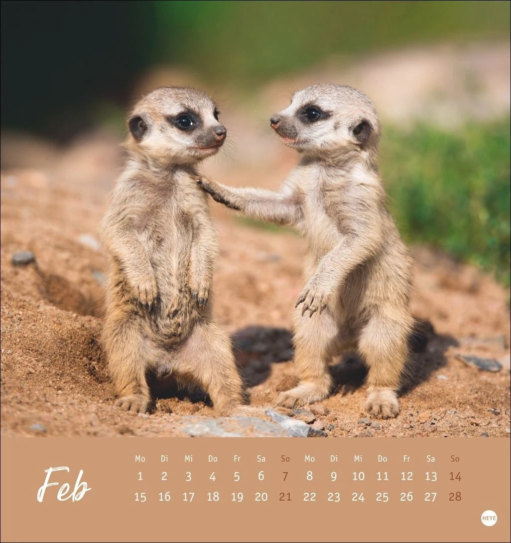 Erdmännchen Postkartenkalender 2027 – Ansicht