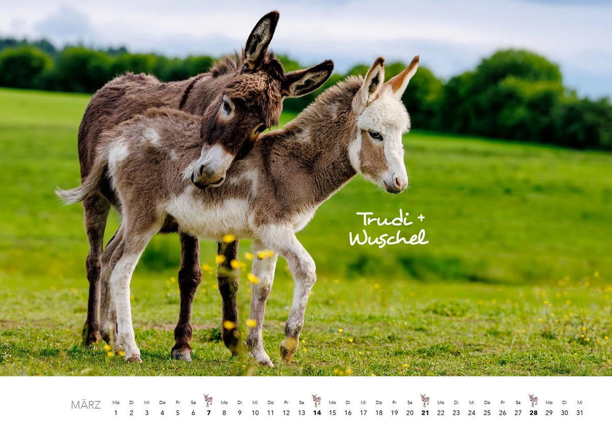 Esel Kalender 2027 – Ansicht