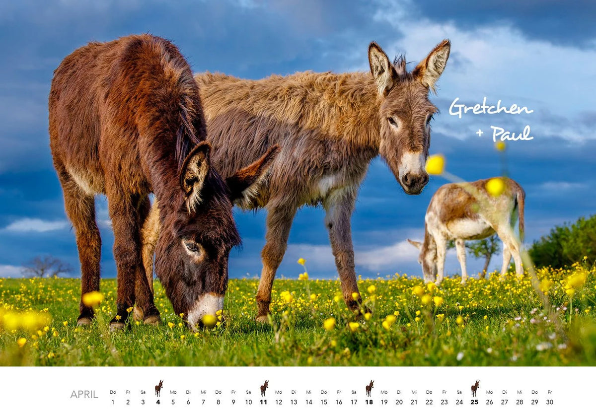 Esel Kalender 2027 – Ansicht