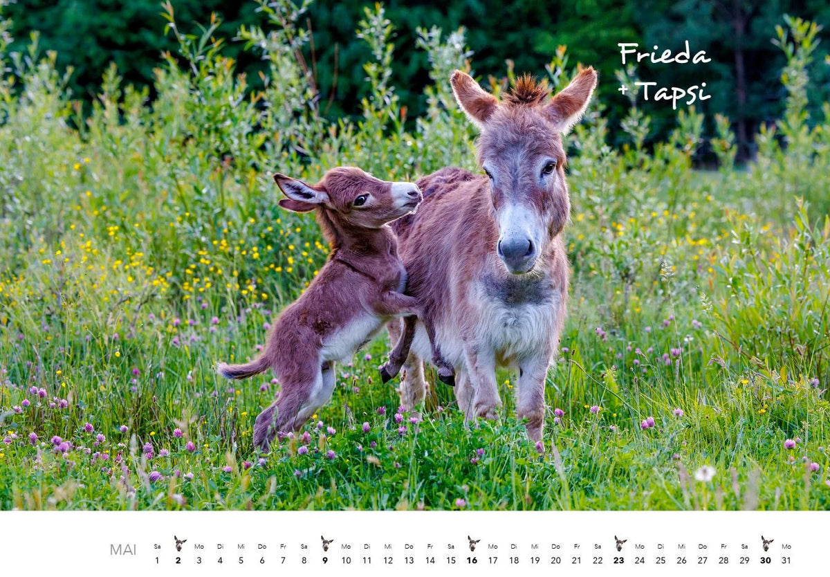 Esel Kalender 2027 – Ansicht