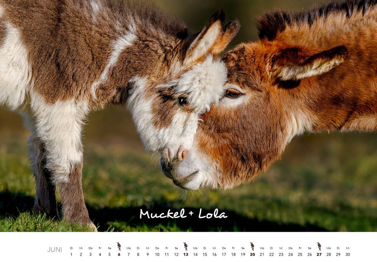 Esel Kalender 2027 – Ansicht