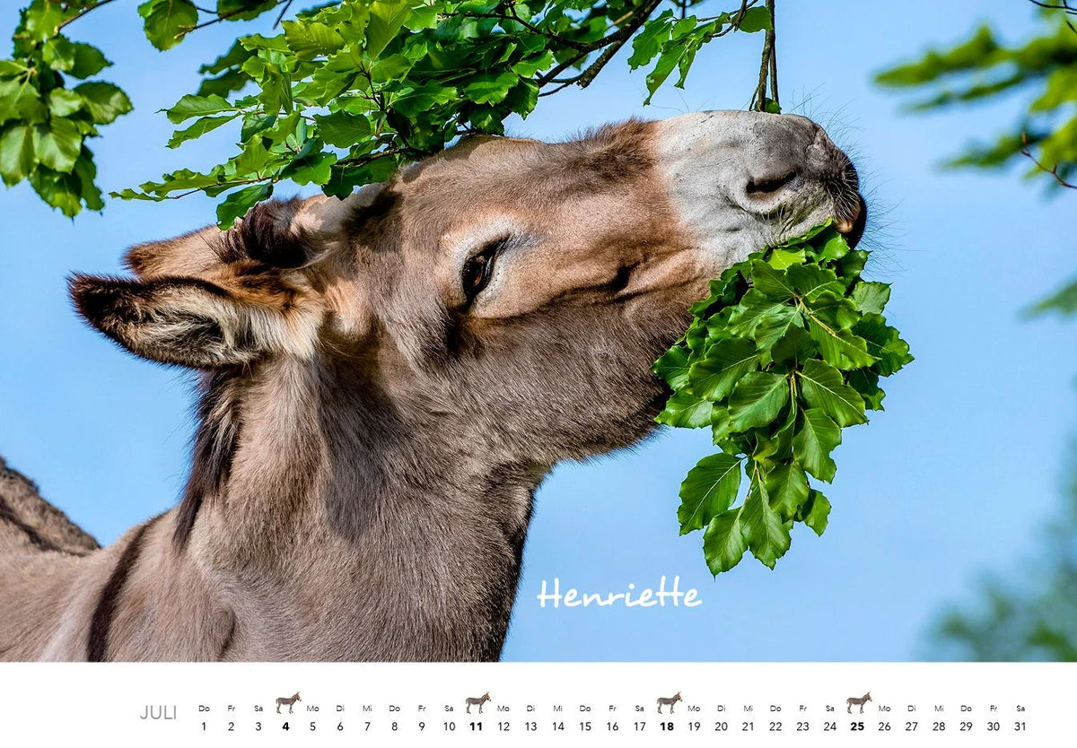 Esel Kalender 2027 – Ansicht