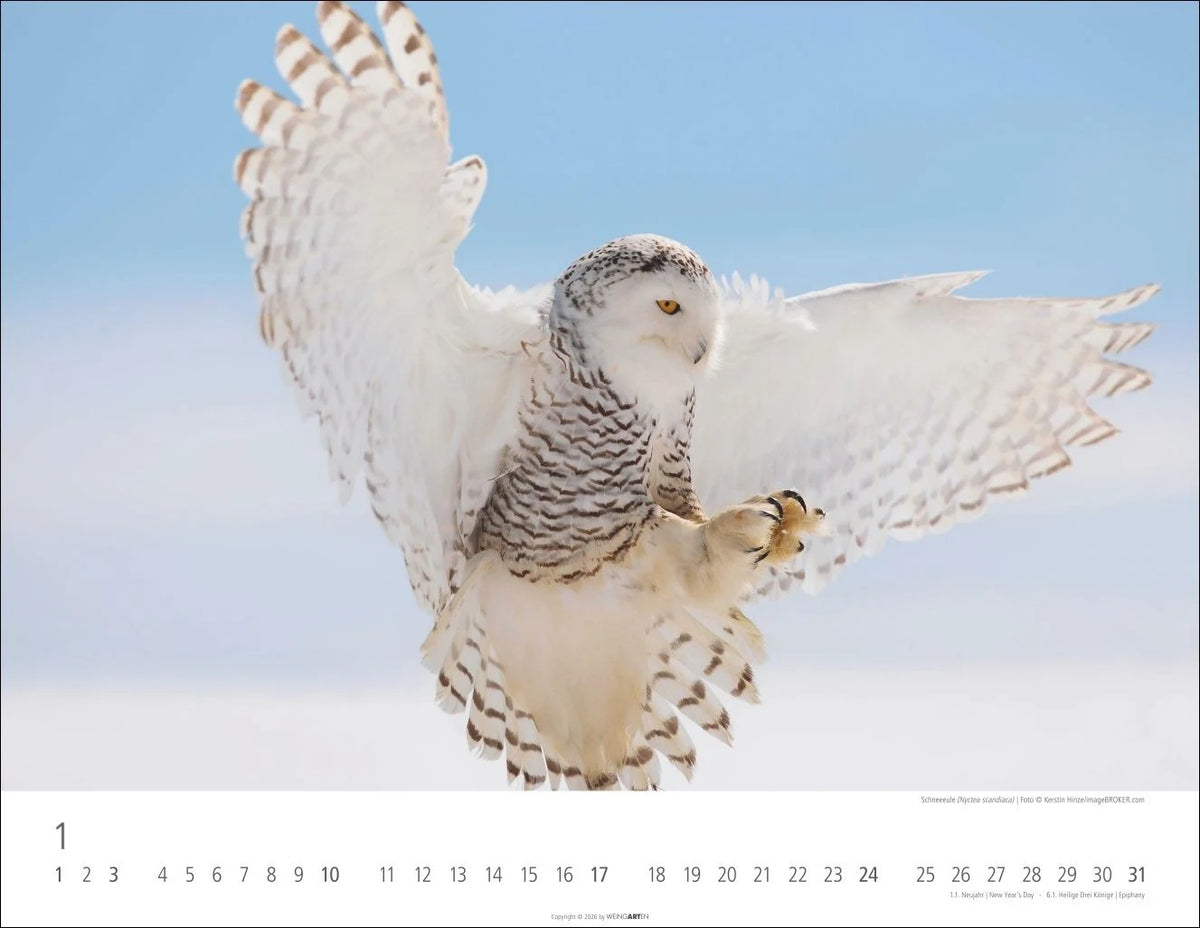 Eulen Kalender 2027 – Ansicht