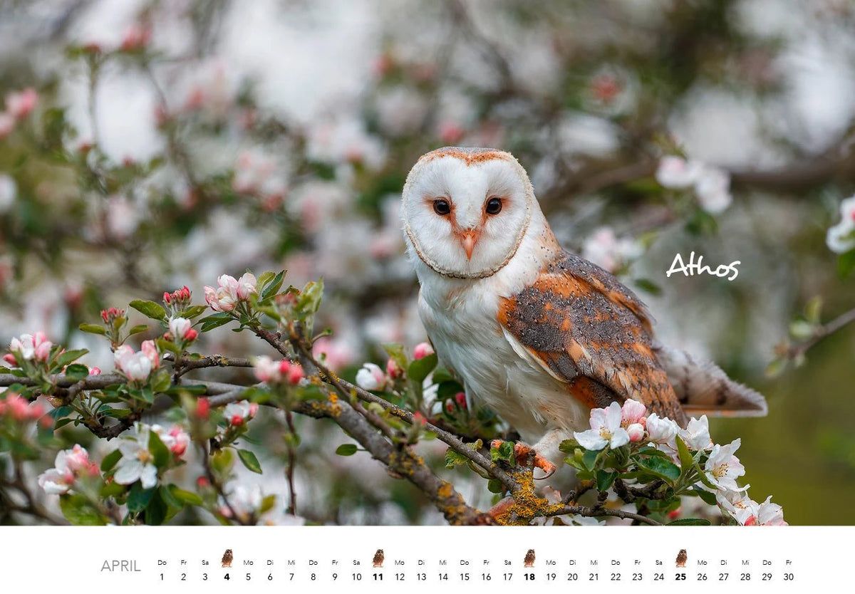 Eulen Kalender 2027 – Ansicht