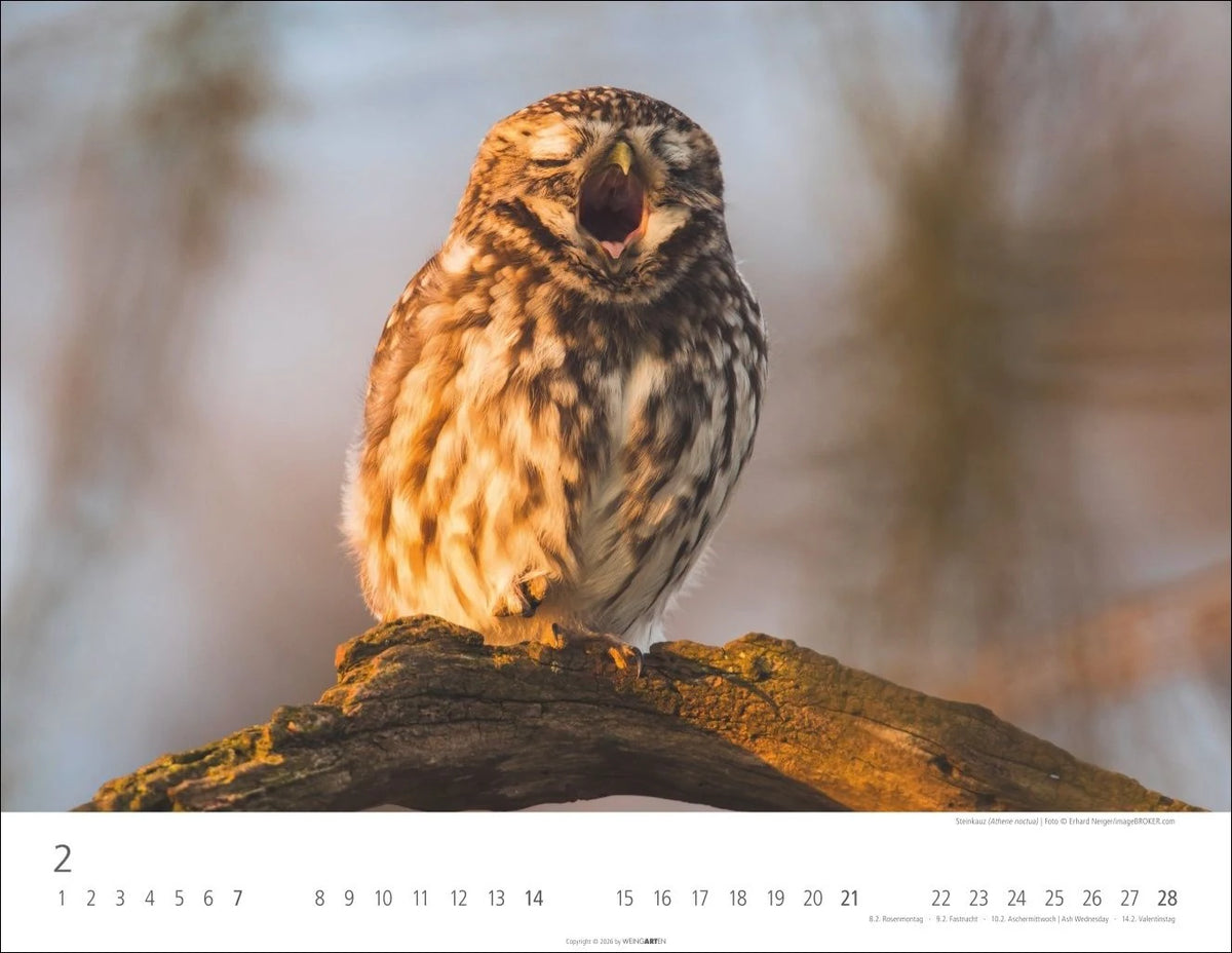 Eulen Kalender 2027 – Ansicht