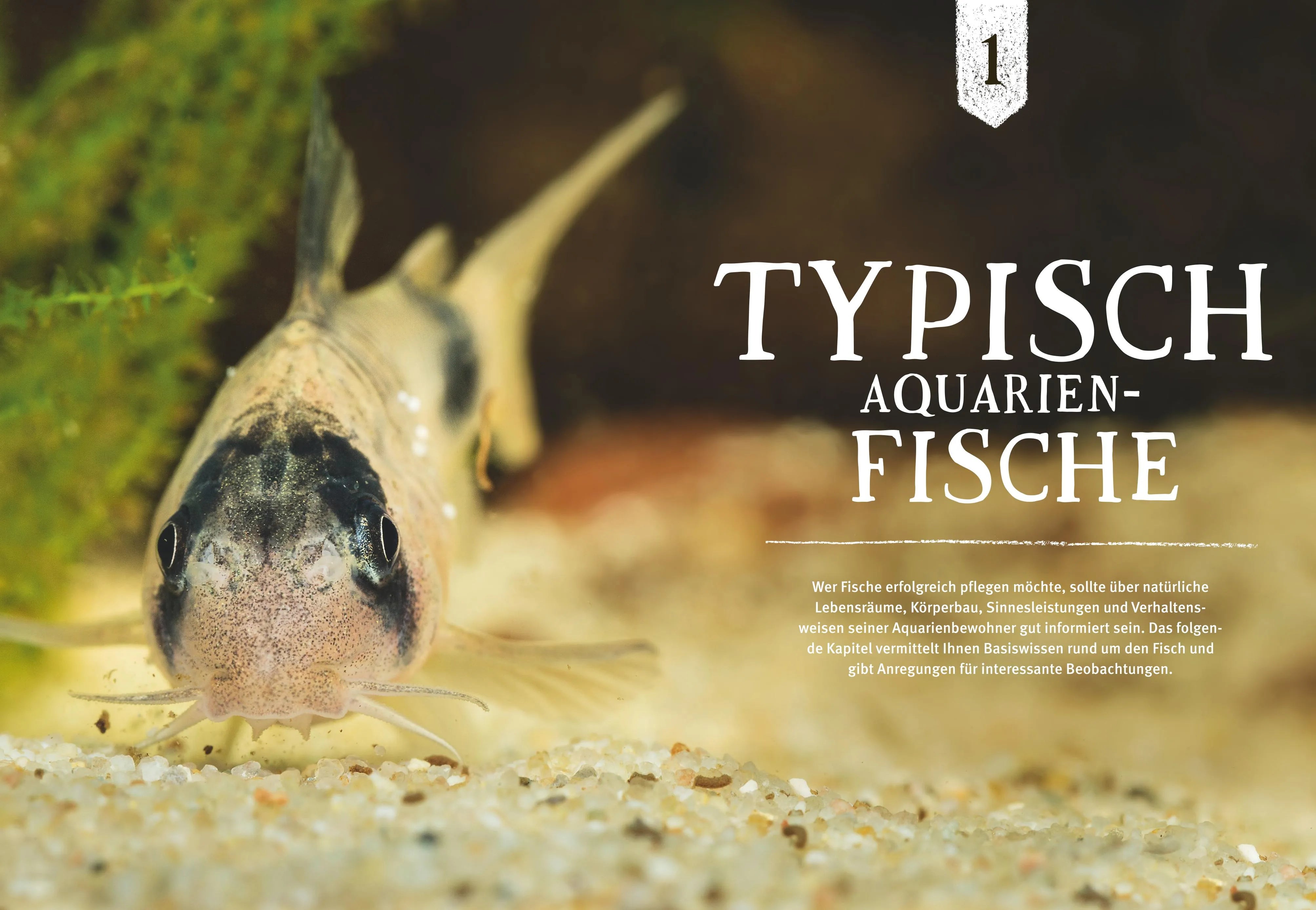 Produktansicht: Faszinierendes Aquarium (Taschenbuch)