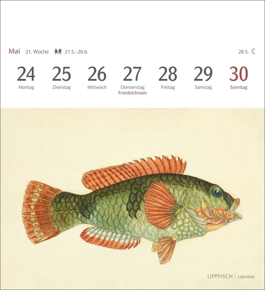 Fische Postkartenkalender 2027 - Postkartenkalender mit 53 historischen Zeichnungen – Ansicht
