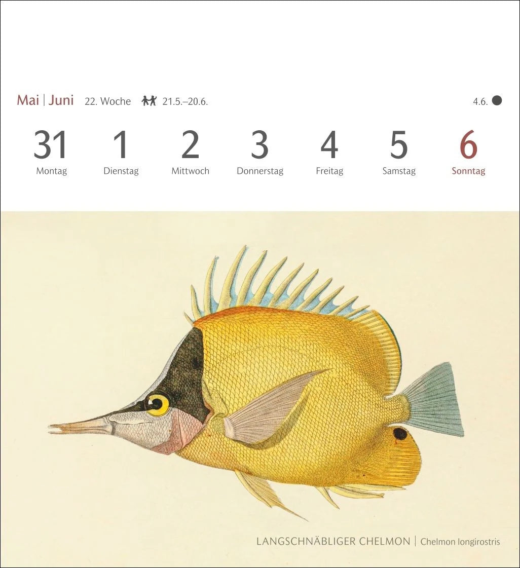 Fische Postkartenkalender 2027 - Postkartenkalender mit 53 historischen Zeichnungen – Ansicht