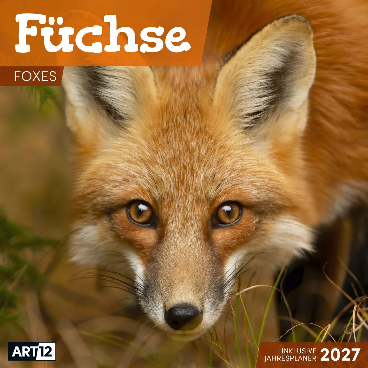 Wandkalender: Füchse Kalender 2027 - 30x30 - Art12