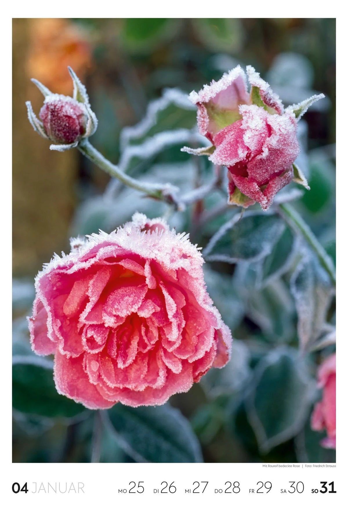Garten Wochenkalender 2027 – Ansicht