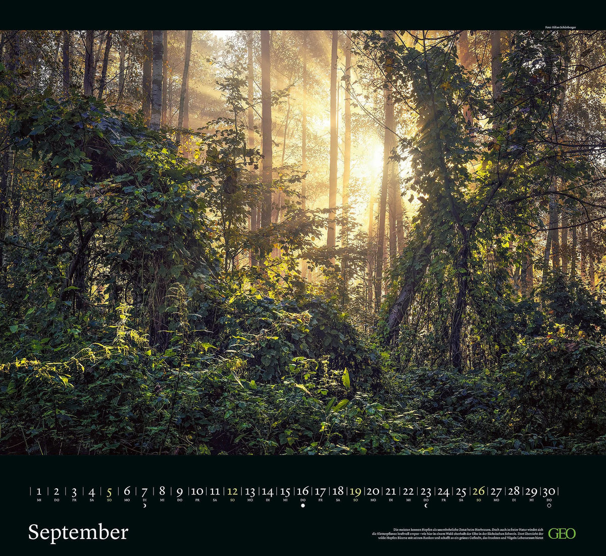 GEO Kalender: Sehnsucht Wald 2027 – Ansicht