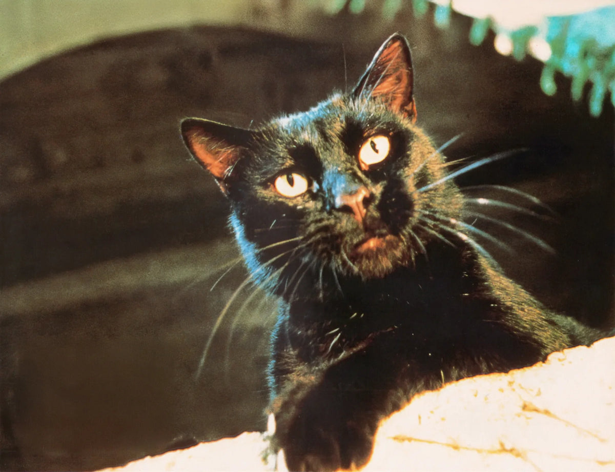 Filmszene 5 aus Geschichten aus der Schattenwelt (Tales from the Darkside: The Movie) – Blu-ray