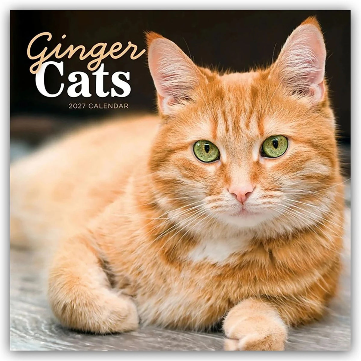 Wandkalender: Ginger Cats – Rothaarige Katzen 2027 – Wand-Kalender