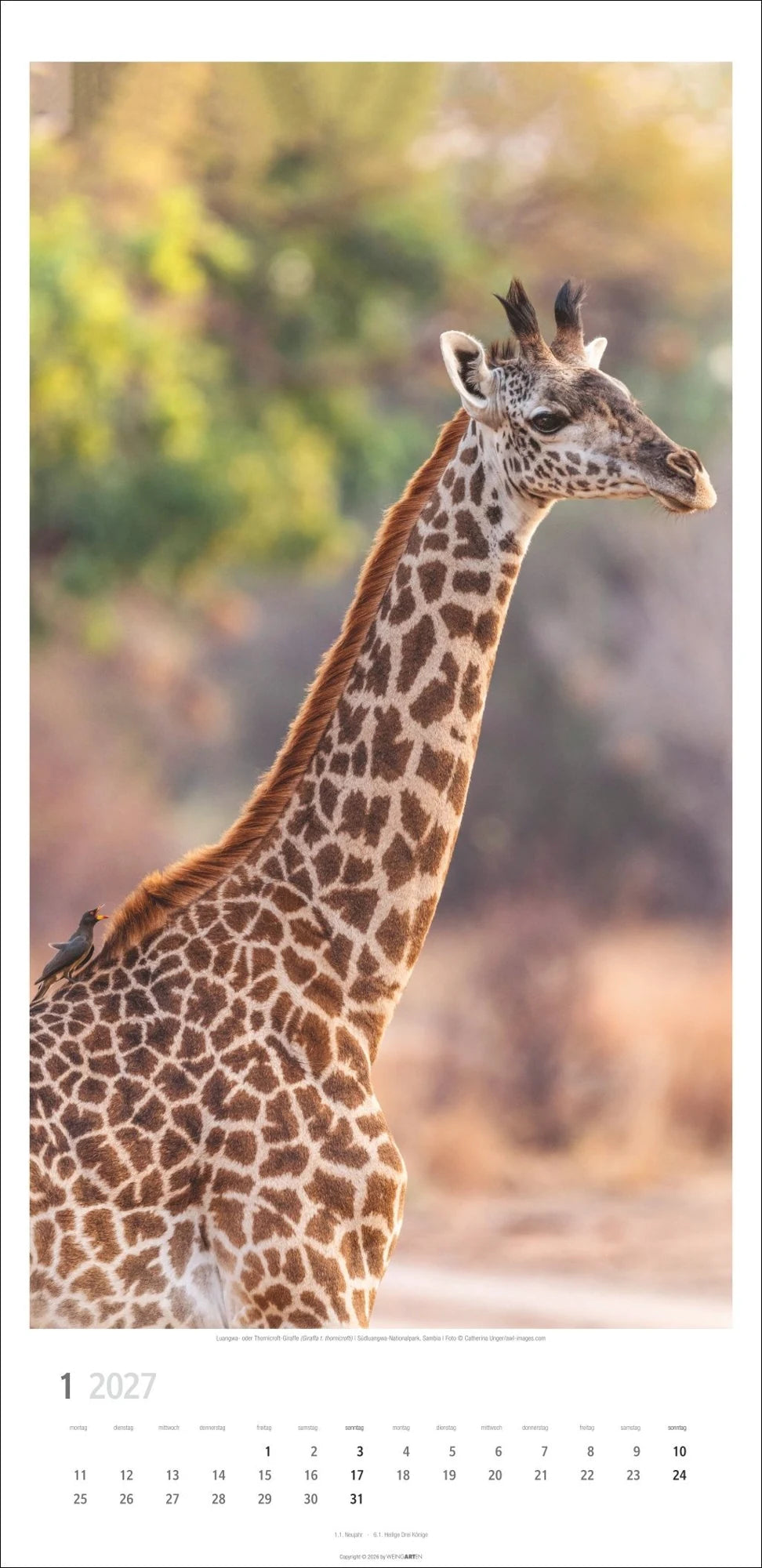 Giraffen Kalender 2027 – Ansicht