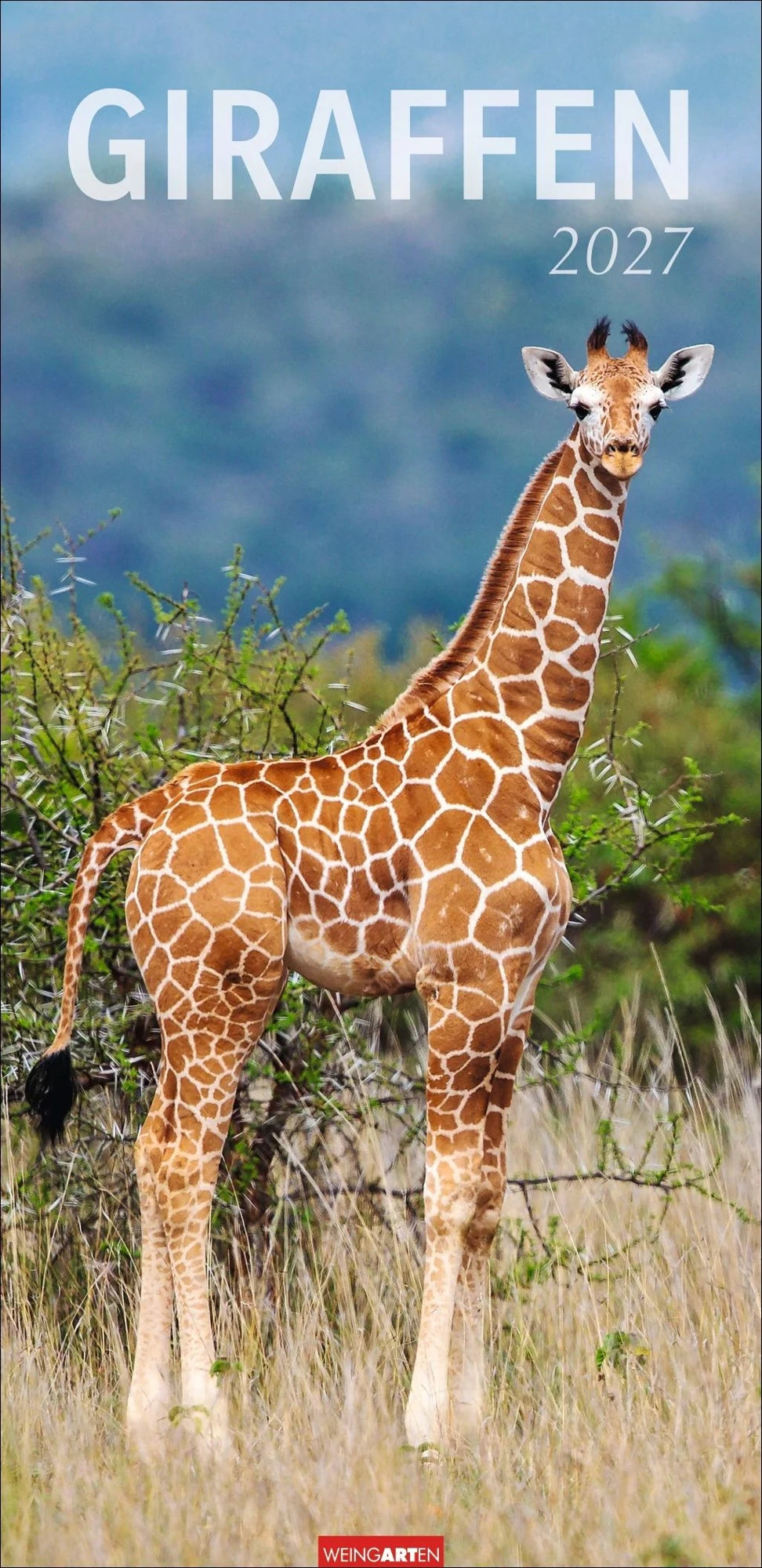Wandkalender: Giraffen Kalender 2027