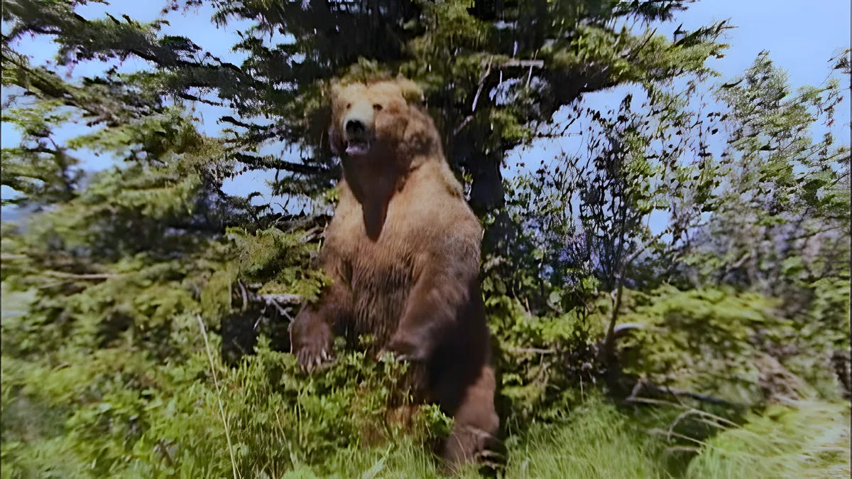 Filmszene 4 aus Grizzly Man – Blu-ray. Regie: Werner Herzog
