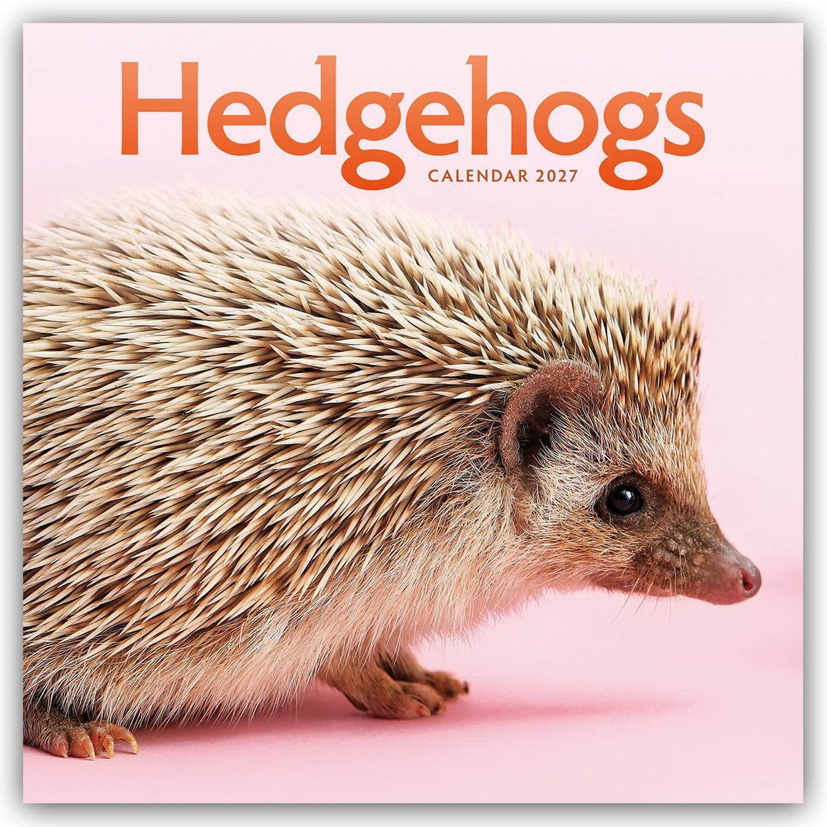 Wandkalender: Hedgehogs – Igel 2027 – Wand-Kalender
