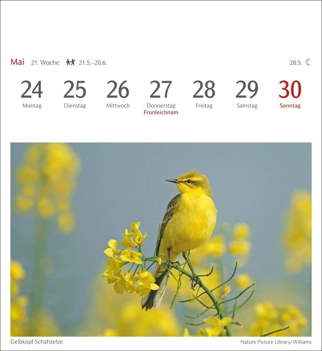 Heimische Vögel Postkartenkalender 2027 - Wochenkalender mit 53 Postkarten – Ansicht