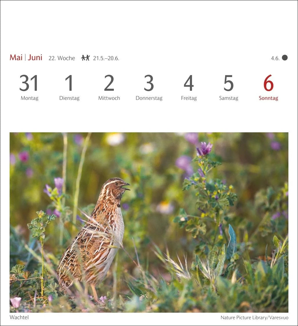 Heimische Vögel Postkartenkalender 2027 - Wochenkalender mit 53 Postkarten – Ansicht