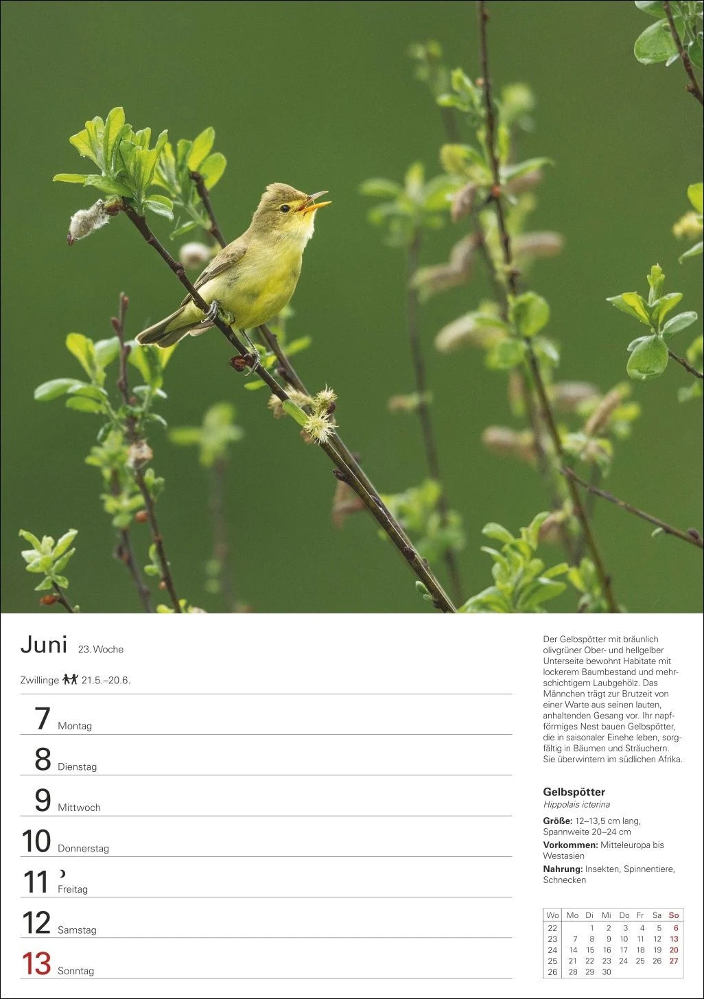 Heimische Vögel Wochenplaner 2027 - 53 faszinierende Fotografien – Ansicht