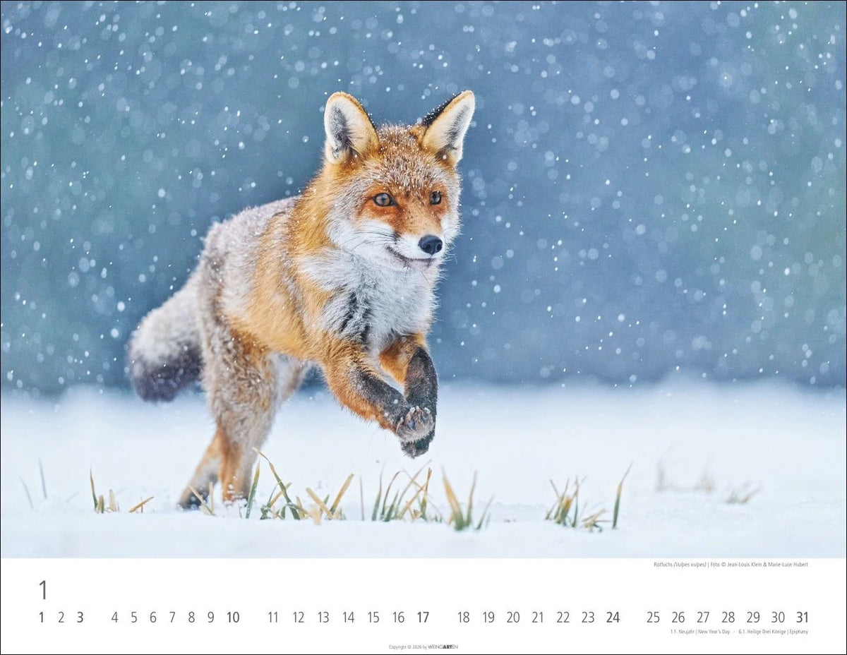Heimische Wildtiere Kalender 2027 – Ansicht