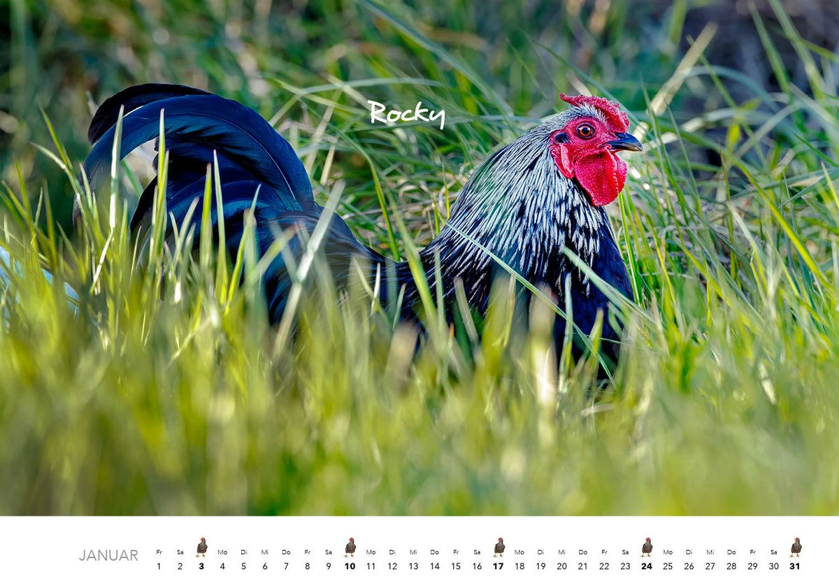 Hühner Kalender 2027 – Ansicht