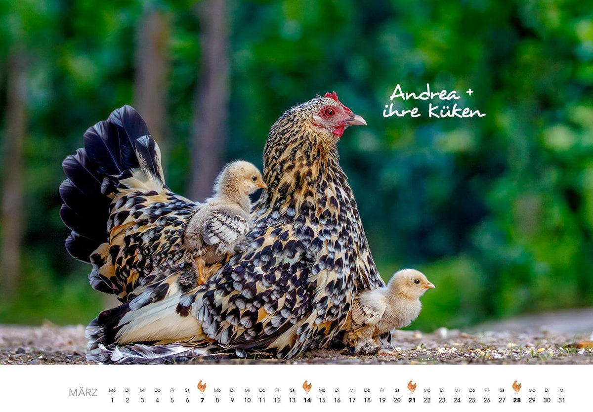 Hühner Kalender 2027 – Ansicht