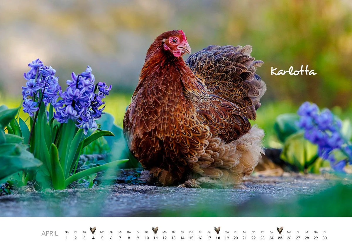Hühner Kalender 2027 – Ansicht