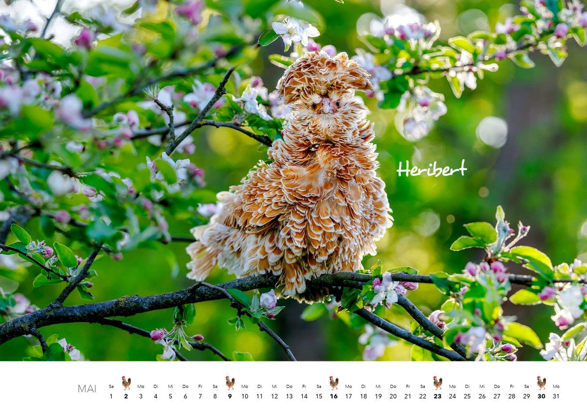 Hühner Kalender 2027 – Ansicht