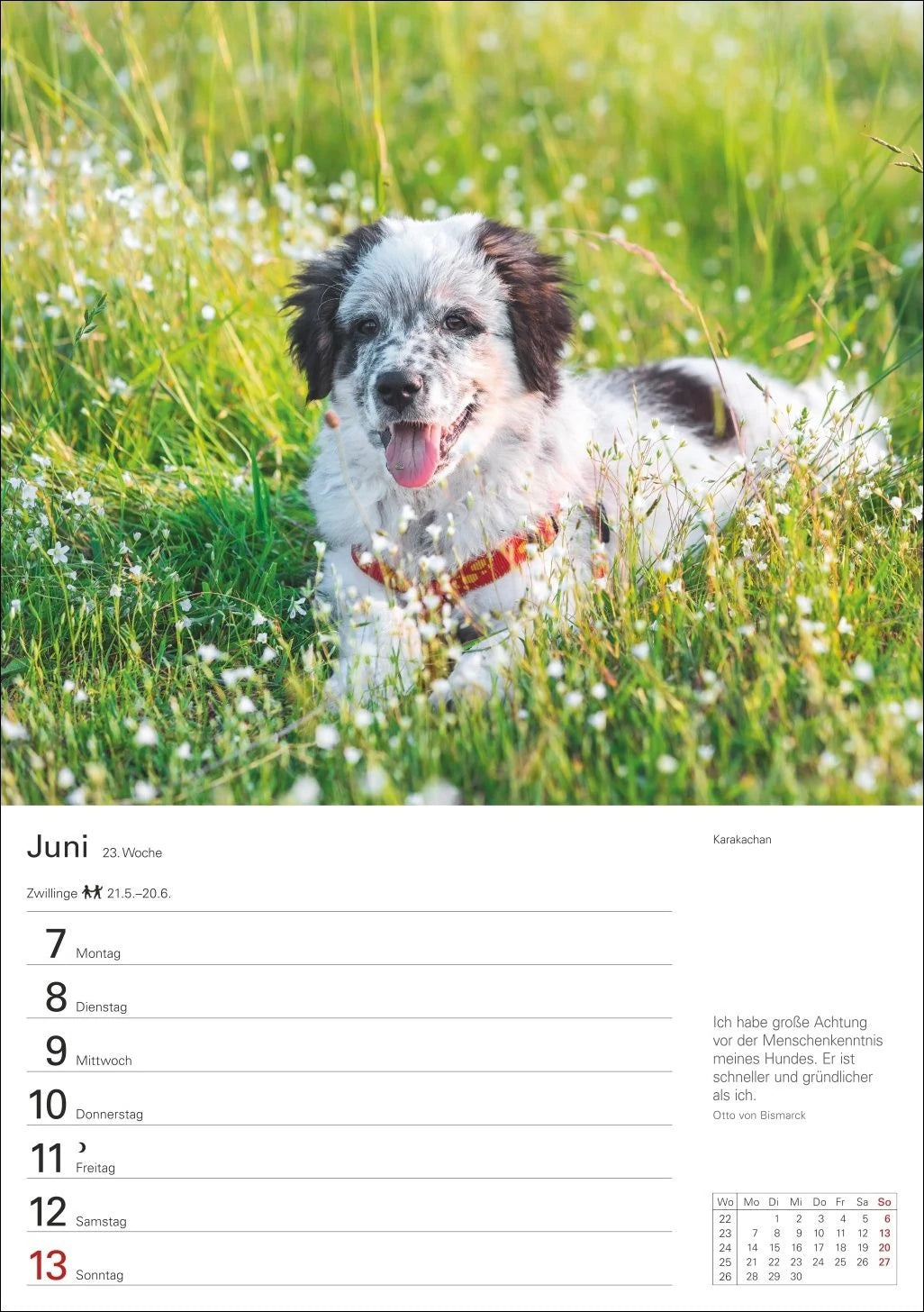 Hunde Wochenplaner 2027 - 53 faszinierende Fotografien – Ansicht